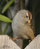 Chipping Sparrow