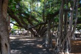 2553 Lahaina Banyan Tree