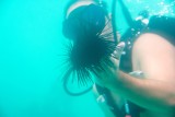 2610 Sea Urchin from the Reef Dancer at Mala Wharf ruins