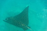 2641 Spotted Ray from the Reef Dancer at Mala Wharf ruins