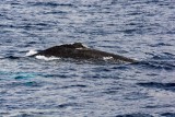 3015 Pacific Whale Foundation Cruise