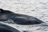 3045 Pacific Whale Foundation Cruise