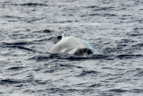 3065 Pacific Whale Foundation Cruise