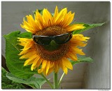 sunflower-11202-crop-sm.JPG
