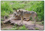 a77-09966-wolfs.JPG