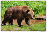 a77-10017-bear-sm.JPG