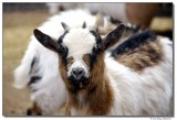 DSC03576-goat-sm.JPG