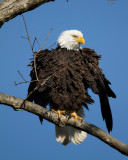 IMG_8798b.jpg