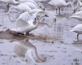 1-20-14 swan landing 0198.JPG