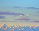 12-30 Swans + e 2796.JPG