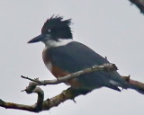 9-1 kingfisher 3662.JPG