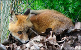 fox_130617_1024.jpg