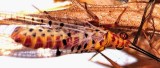 Neuroptera