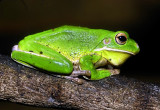 Tree Frog II