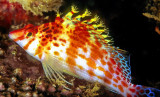 Dwarf Hawkfish, Cirrhitichthys falco