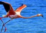 Flamingo on Take Off