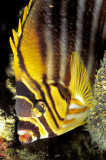 Ornate Butterflyfish (Chaetodon ornatissimus) Portrait