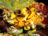  Leaf Scorpionfish, Taenianotus triacanthus 