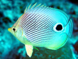 Foureye Butterflyfish, Chaetodon capistratus,