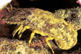 Indo Pacific Rock Lobster