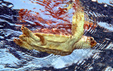 Baby Turtle - Atlantic Sea Turtle, Caretta caretta