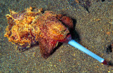 Flamboyant Cuttlefish Eating: What a Tongue!....