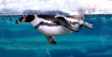 Penguin Swimming