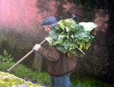 The Cabbage Man