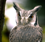 Hairy Owl, Southern White-faced Owl (Ptilopsis granti)