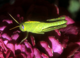 Green Grashopper, Purple Flower