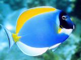 Powder Blue Tang