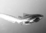 Leopard Shark B&W