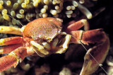Porcelain Crab In Anemone