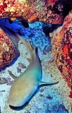 Nurse Shark on Crevice (Nebrius ferrugineus)