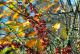 The Red Fruits of Autumn