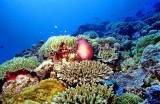 The Anemones and Corals of Baye Ternay: All Dead Now...