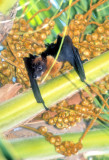 Flying Fox or Fruit Bat   