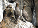 The Guillemots Distinguished Look