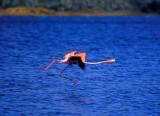 Flamingo Walking On Air   