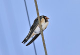 Bird On A Wire