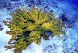 Elkhorn Corals From Above Acropora palmata