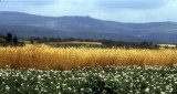 The Summer Fields of Tras-os-Montes