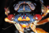 Cicadia Frontal