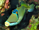Picasso Triggerfish At Depth