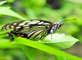 Butterfly Portrait
