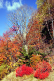 Colours of the End of Fall