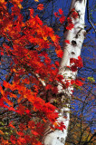 Red Leaves, White Trunk