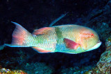 Blackbar hogfish - Bodianus speciosus 