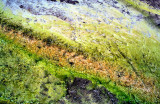 Sulphur, Algae and Mosses