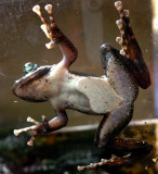 The Frog on a Glass